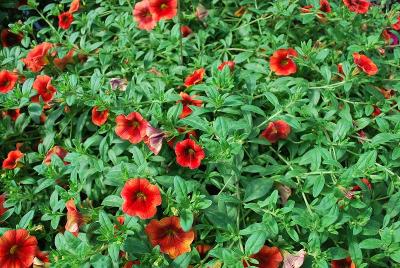 Cruze Calibrachoa Persimmon 