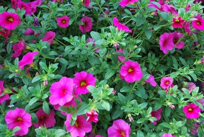 GreenFuse Botanicals: Cruze Calibrachoa Rose 