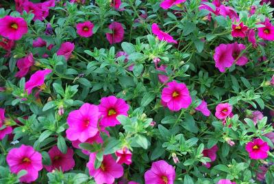 Cruze Calibrachoa Rose 