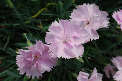 GreenFuse Botanicals: Constant Beauty Dianthus Pink 