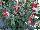 GreenFuse Botanicals: Fuchsia  'Upright Red White' 
