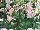 GreenFuse Botanicals: Fuchsia  'Upright White White' 