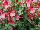 GreenFuse Botanicals: Fuchsia  'Red & White' 