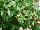 GreenFuse Botanicals: Fuchsia  'White & White' 