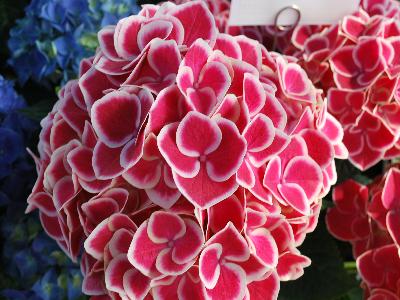 Helium Hydrangea Pink Bicolor 