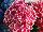 Helium Hydrangea Pink Bicolor 