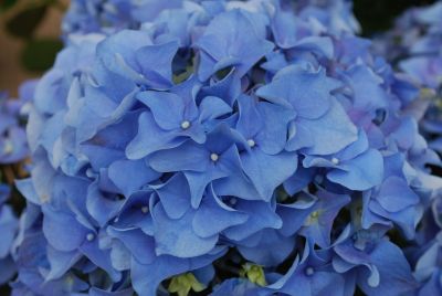 Helium Hydrangea macrophylla Blue 