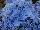 Helium Hydrangea macrophylla Blue 