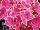 Helium Hydrangea macrophylla Pink Bicolor 