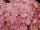 Helium Hydrangea macrophylla Pink 