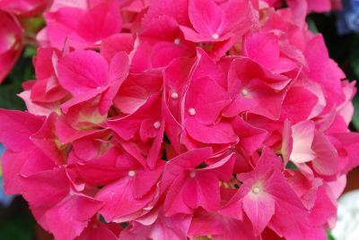 Helium Hydrangea macrophylla Red 