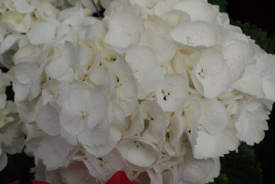 Helium Hydrangea macrophylla White 