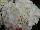 Helium Hydrangea macrophylla White 