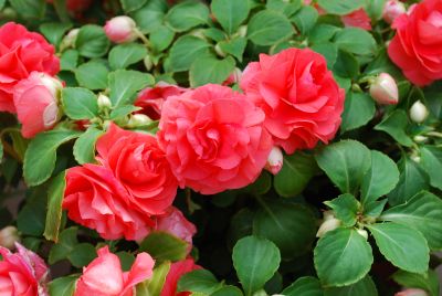 Double Up Impatiens, Double Orange 