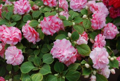Double Up Impatiens, Double Orange Bi-Color 