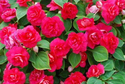 Double Up Impatiens, Double Passion 