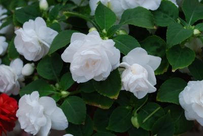 Double Up Impatiens, Double White 