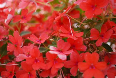 Little Lizzy Impatiens Salmon 