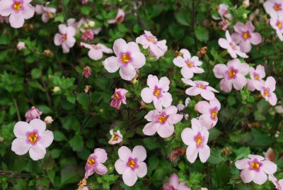 Betty Nemesia Pink 