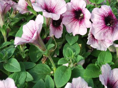 Good and Plenty Petunia Blue Ice 