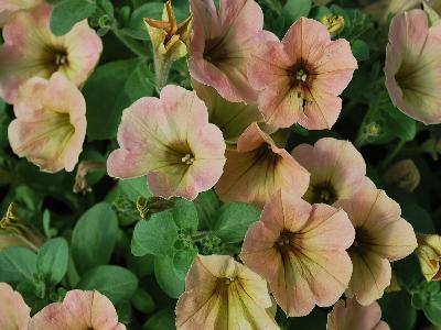 Good and Plenty Petunia Peach 