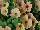 Good and Plenty Petunia Peach 