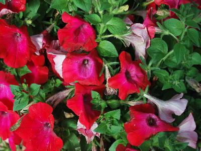 Good and Plenty Petunia Pomegranate 