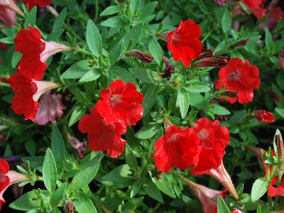 Tiny Tunia Petunia Red 