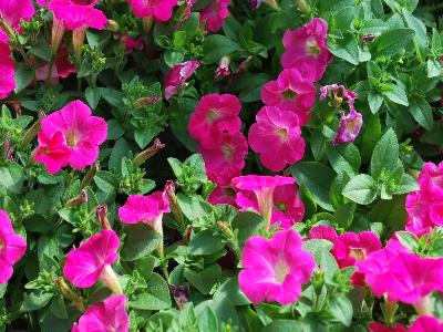 Tiny Tunia Petunia Rose 