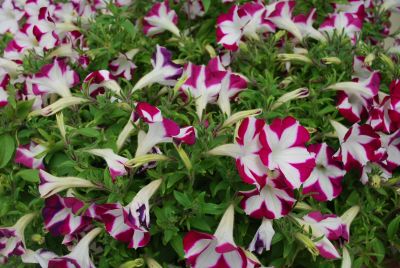 GreenFuse Botanicals: Blanket Petunia Rose Star 