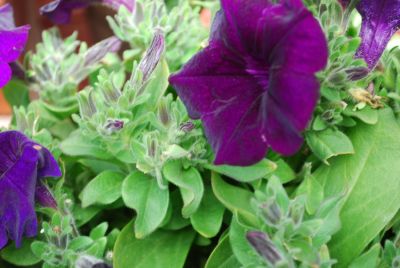 GreenFuse Botanicals: Good and Plenty Petunia Blue 