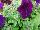 Good and Plenty Petunia Blue 
