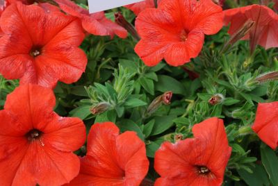 Good and Plenty Petunia Orange 