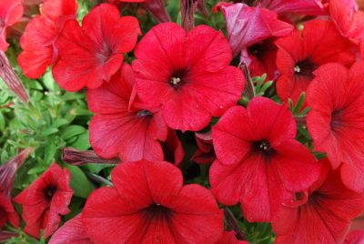 GreenFuse Botanicals: Good and Plenty Petunia Red 