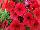 Good and Plenty Petunia Red 