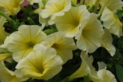 GreenFuse Botanicals: Good and Plenty Petunia Yellow 