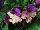 Ladyslippers Streptocarpus Yellow Purple Cap 
