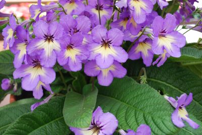 LadySlippers Streptocarpus Blue White Center