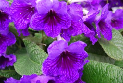 LadySlippers Streptocarpus Deep Blue Vein