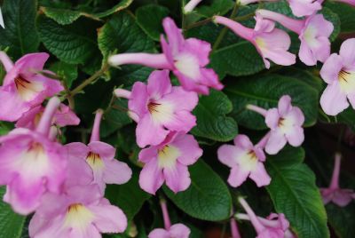 LadySlippers Streptocarpus Pink Halo