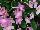 LadySlippers Streptocarpus Pink Halo 