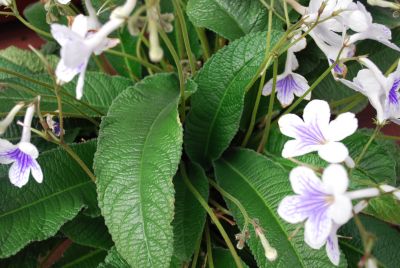 LadySlippers Streptocarpus White Ice