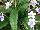 LadySlippers Streptocarpus White Ice 