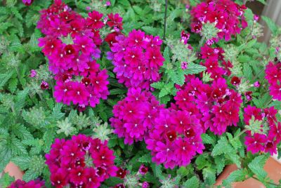 Vivid Verbena Purple 