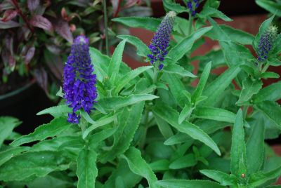 Vernique Veronica Dark Blue 