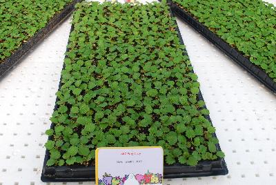 On Display @ ABZ Seeds, Spring Trials 2015: An ABZ Plug Tray of delicious strawberries waiting to be grown out.