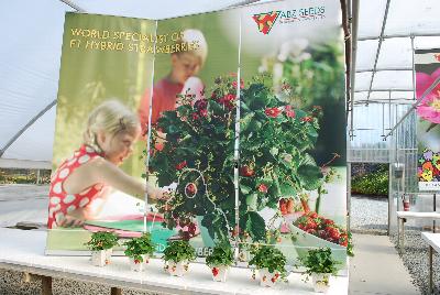 On Display @ ABZ Seeds, Spring Trials 2015: From ABZ Seeds, Spring Trials 2015:  World Specialist of F1 Hybrid Strawberries.