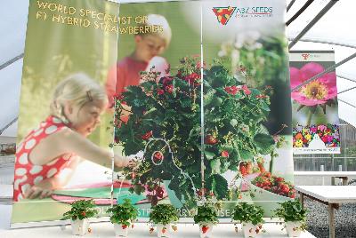 On Display @ ABZ Seeds, Spring Trials 2015: From ABZ Seeds, Spring Trials 2015:  World Specialist of F1 Hybrid Strawberries.