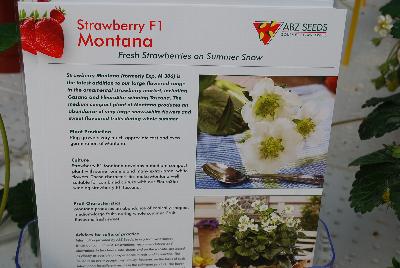 New ABZ Seeds, Spring Trials 2015: Strawberry Montana.: From ABZ Seeds, Spring Trials 2015: Strawberry Montana is the latest addition to our large flowered ornamental strawberry market.  Montana produces an abundance of very large snow-white flowers and sweet flavored fruits all summer long.
