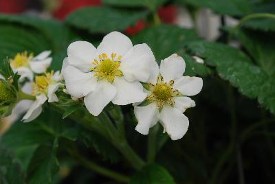 Strawberry  'Montana'